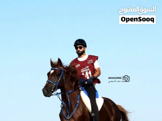 حصان للبيع