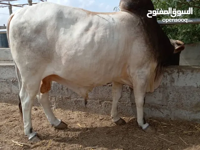 ابقار وغنام وجمال