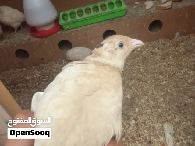 للبيع فري تكساس