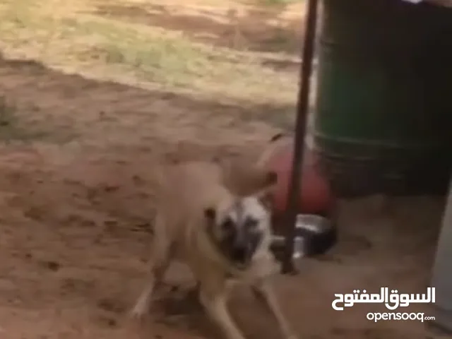كلب للبيع عمره 13 شهر