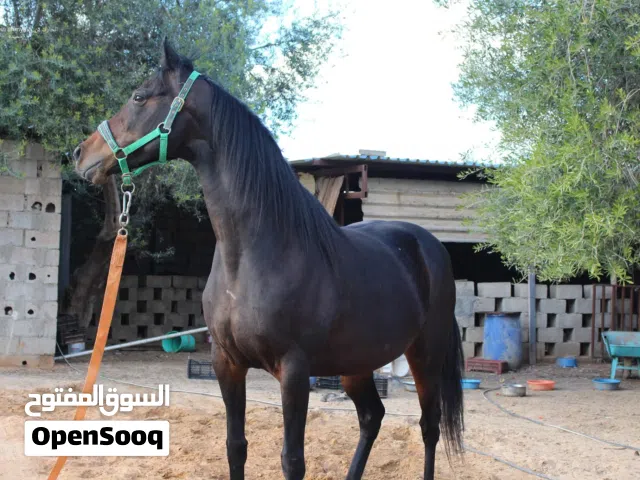 فرس انجليزيه مستورده