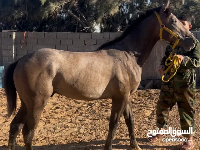 فلو الله ايبارك