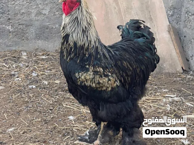 ديك حار كوشن العملاق الاصلي