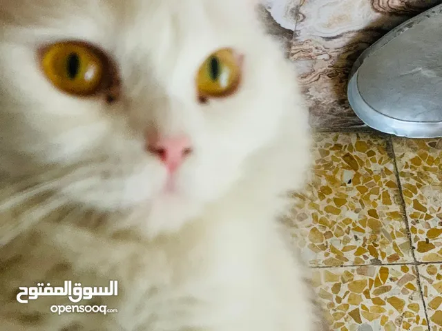 السلام عليكم بزونه فحل شباب للتمني يعني ببلاش اللي يريدها يراسل