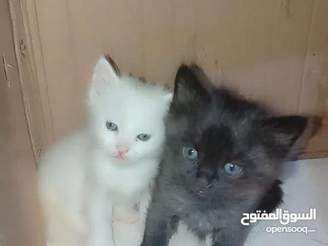 3 قطط مع امهن  الصغار 2 اناث وذكر واحد