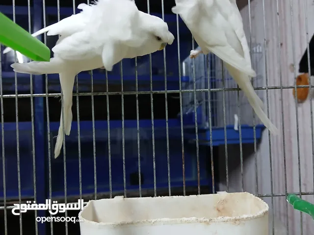 طيور حب و فنقز
