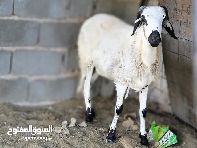 خروف موس يشبح بعين وحده عمره 9 شهور مكان ورشفانه الزهراء