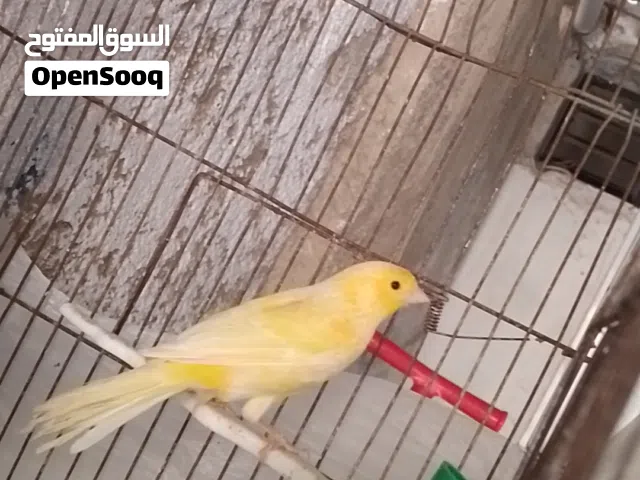 فحل كناري للبيع