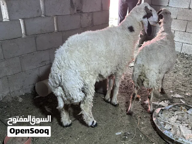 طليان للبيع