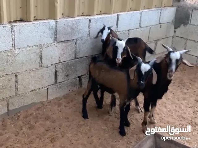 ذبايح للبيع Goat for sale