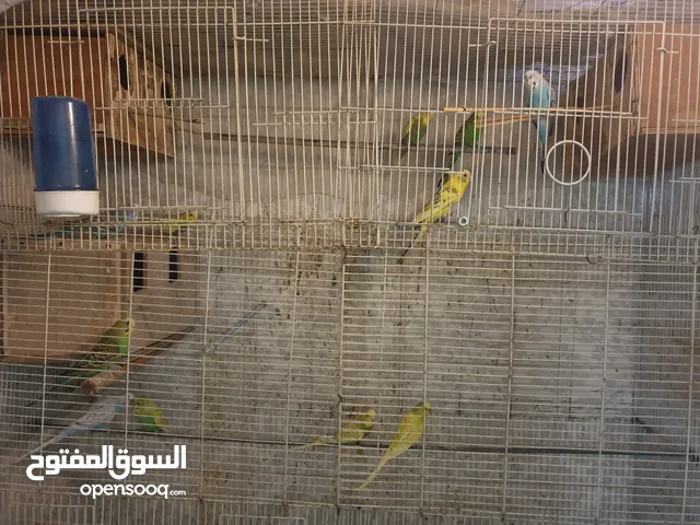 Australian parrots for sale