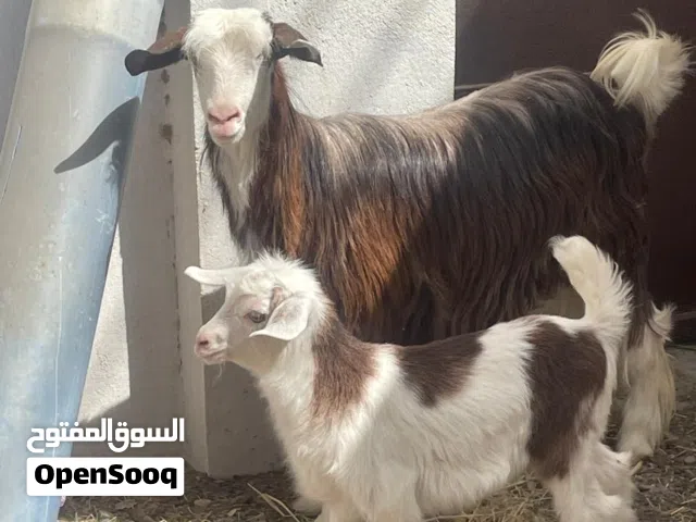 توجد معي قناة عرض بلاش حلالك يبتاع بسرعه