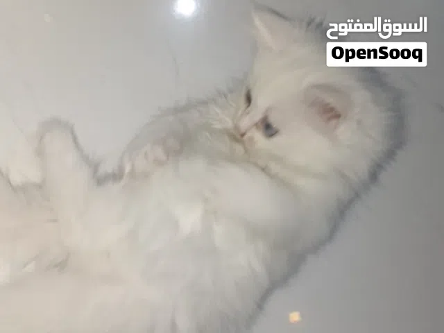 قط شيرازي عمره شهر واسبوعين