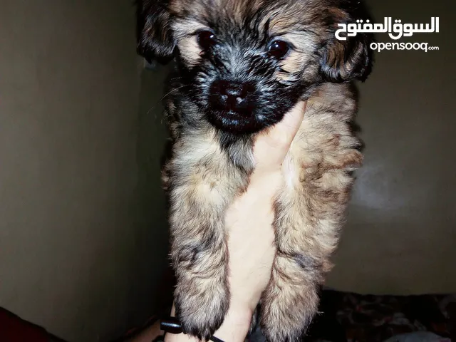 كلبة من نوع shih tzu عمرها شهر ونصف