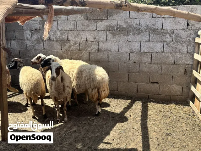 غنم للبيع ربي يبارك