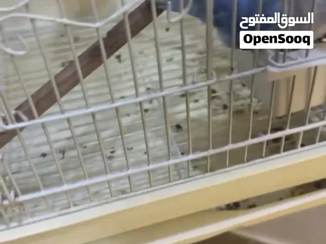 زوج لوف بيرد لون مميز اليف