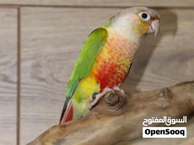 Pineapple Green Conure