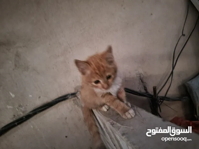 صنعاء بيت بوس