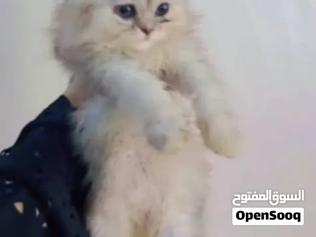 قطط لي بيع الموقع تعز يوجود خدمات توصل لي اي مكان  كمن مسوين عروض خصم