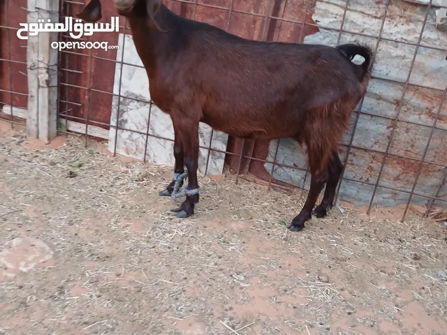 عنزه للبيع نطيف عودهم سمح