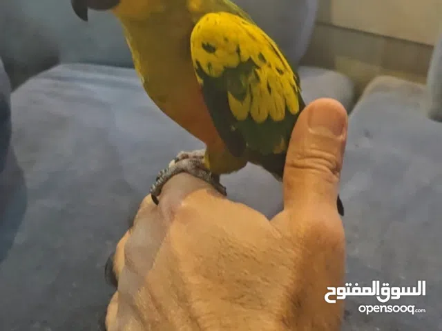 فرخ ببغاء صن كنيور أليف وهدد ومفطوم