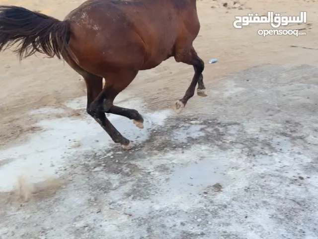 مهر للبيع عربي اصيل سلالة طيبة