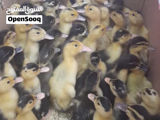 بط تركي وصوص بلدي