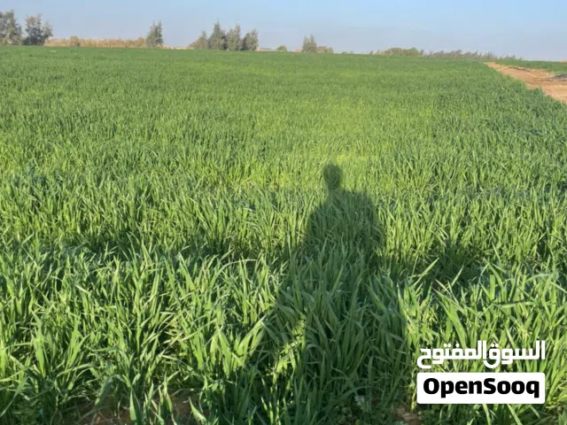 Farm Land for Sale in Giza Al-Ayyat