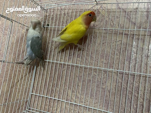 للبيع زوج روز جاهز 225