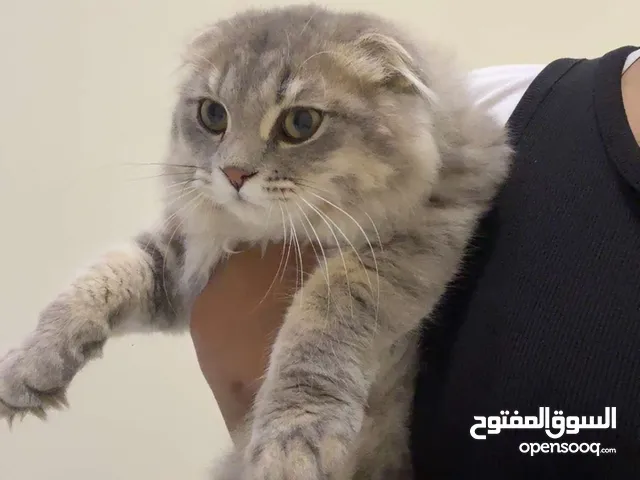 انثى جسم شيرازي وجه هملايا إذن Ny