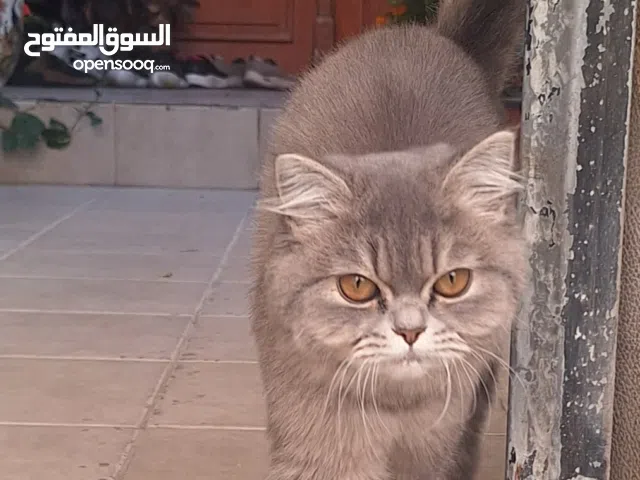 قط فارسي، اليف، جميل، صغير الحجم