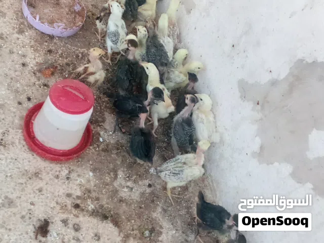 صيصان بلدي وأبو رقيبة اقرا النص عمان جاوا