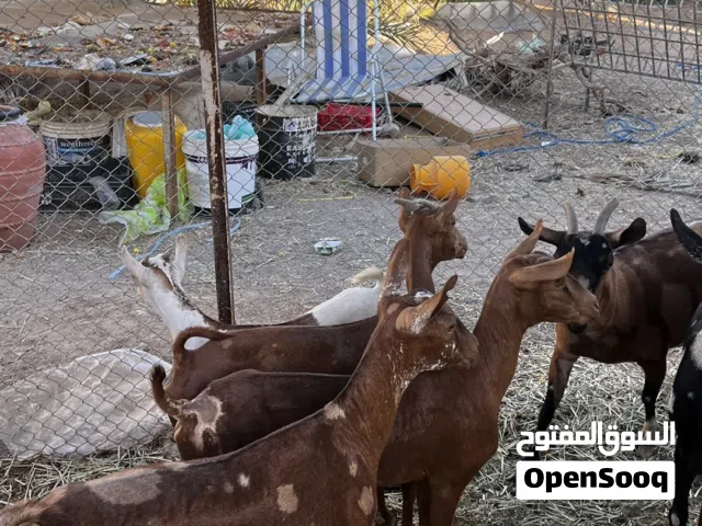 للبيع حلال صلالي