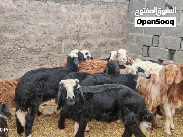 الحق على زين كباش نجديه 7 أشهر حال دواء لحمه مره ما يحتاج واغنام فرصه