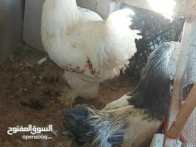 جاج للبيع براهما باكستاني بلدي لوهمان اربد