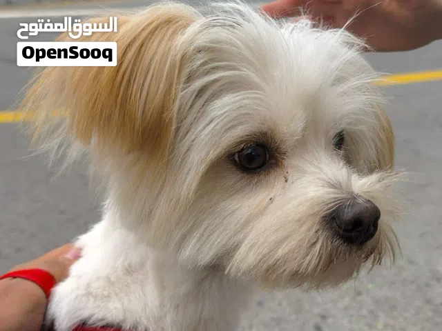 كلب للبيع جوازه موجود   مقابل التفاوض