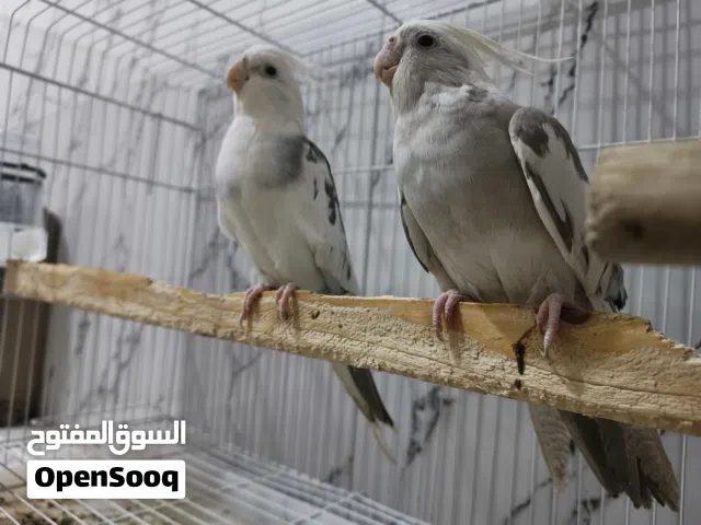 ببغاء كروان إنكليزي