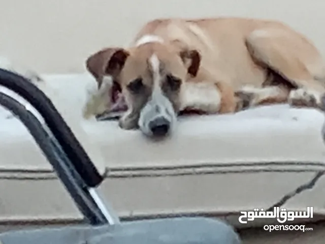 كلب بلدي مش تمام بيغفل