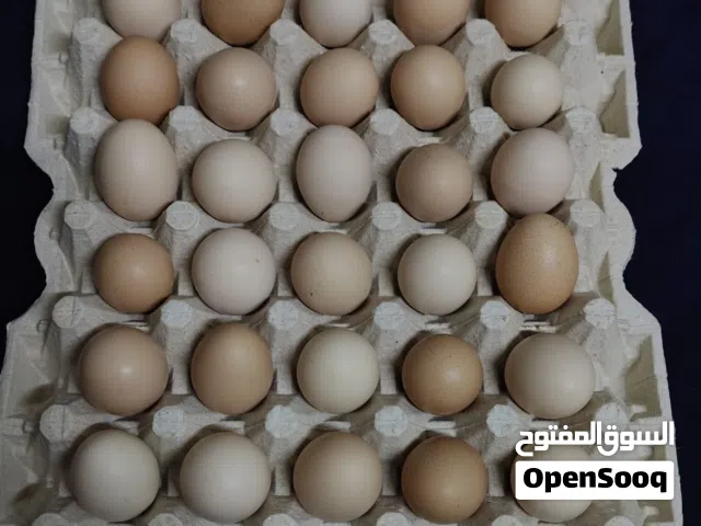 بيض بلدي بحريني