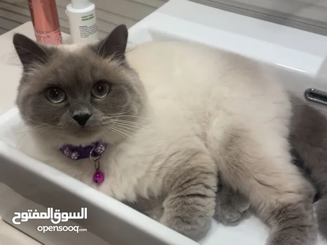 قطوه نثيه معقمه للتبني