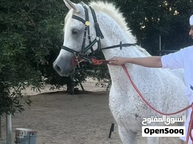 فحل عربي بدون جواز لاكن فيه شريحه خالي من جميع الاصابات ركوبه طرب عندما يرغب الفارس