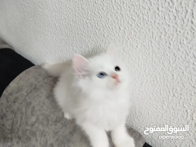 3قطط للبيع موجودين في عناتا ضوحي القدس  مافي توصيل