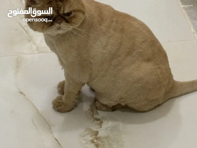 A friendly male cat looking for a playful house