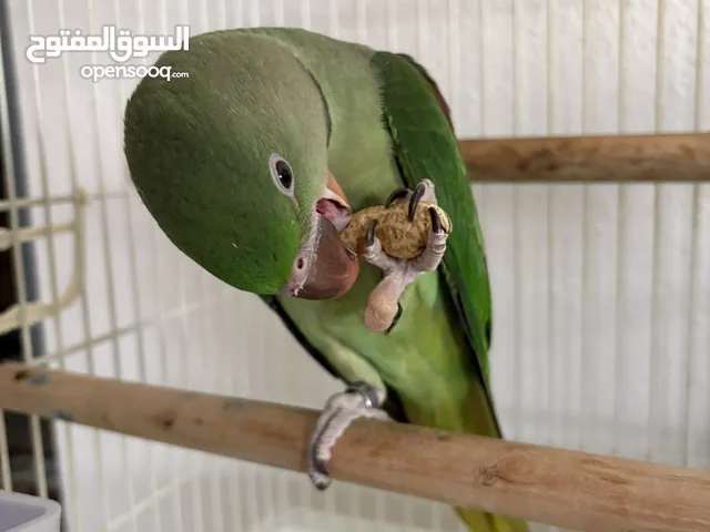 ببغاء درة اليف جدا