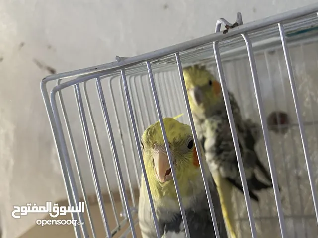 جوز كوكتيل للبيع في معان الجوز شغالات وفي معاهن أفراخهم السعر من الاخر