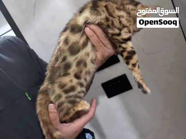 قطة بنغال للبيع