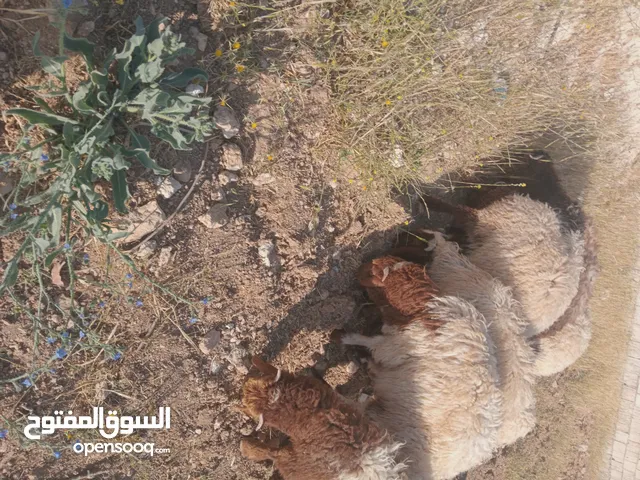 خرفان عدد 7 وعبوره العمر 4