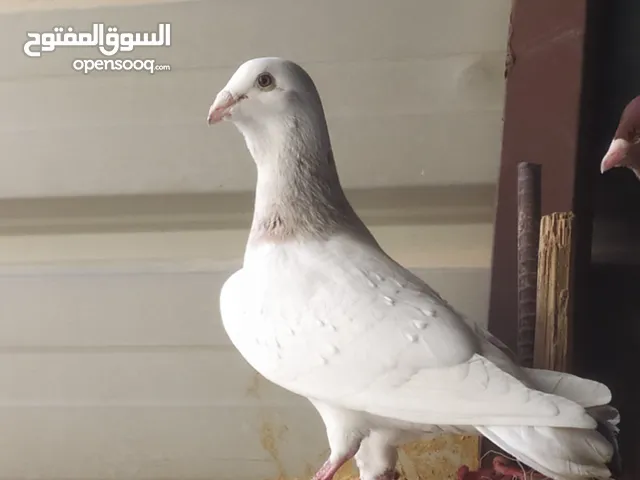 زوج حمام الريحاني السوري للبيع