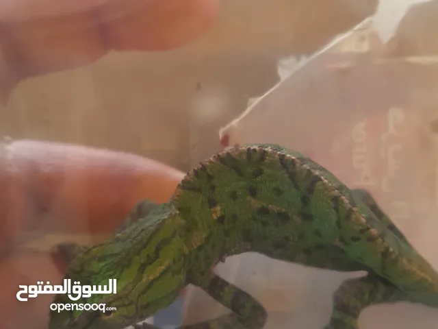 حرباية حجم وسط على الأغلب نوعها هندي للبيع بسعر طري