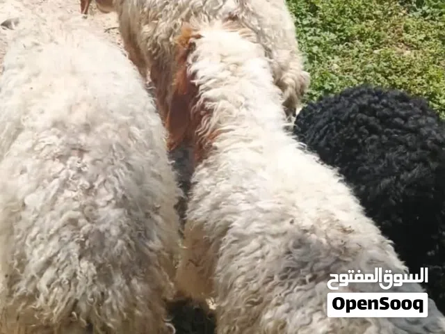 متاح اربع خرفان مضحيات